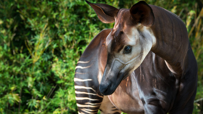 Là một thành viên của họ hươu cao cổ nhưng okapi lại không sở hữu chiếc cổ dài. Bộ lông của chúng có màu nâu đỏ và có sọc giống ngựa vằn ở chân sau và chân trước.
