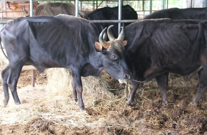 Được kỳ vọng là "cú hích" mô hình kinh tế mới của tỉnh Ninh Thuận, 11 hậu duệ bò tót rừng ở Ninh Thuận từng được chăm lo béo tốt với chi phí từ dự án lên tới hàng tỷ đồng, đến nay chúng bị suy dinh dưỡng nặng, gầy đến mức đứng không vững.