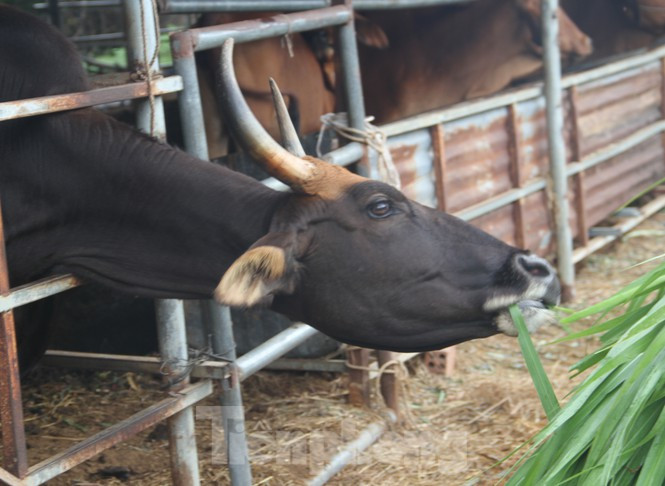 Vào thời ''hoàng kim'' của 11 con bò tót lai ở Ninh Thuận, chúng được được ăn cám, ngô, cỏ... nên mập mạp, béo tốt. Tuy nhiên hiện tại những con bò này chỉ đươc nuôi nhốt trong lán trại bằng khung sắt rộng chừng 200 m2.