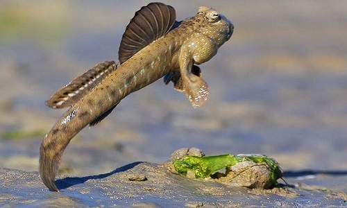 Sở hữu những đặc điểm kỳ lạ về vẻ ngoài và đặc tính, cá thòi lòi được Tổ chức Sinh vật thế giới xếp vào 1 trong 6 con vật ''kỳ lạ nhất hành tinh'', cùng với cá cóc, chó chăn cừu hung, heo vòi, thỏ Angora và khỉ hoàng đế.