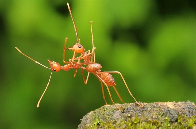Màn khiêu vũ của cặp uyên ương kiến lửa tại Bata, Indonesia.