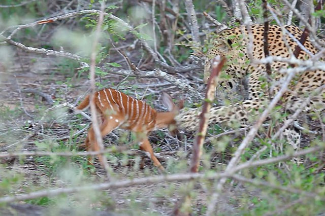 Trong khi đưa du khách đi tham quan Vườn Quốc gia Greater Kruger ở Nam Phi, hướng dẫn viên du lịch kiêm kiểm lâm Andre Fourie đã ghi lại được một khoảnh khắc cực hiếm trong thế giới động vật hoang dã.