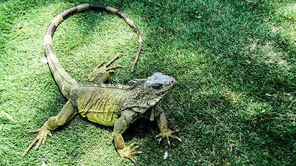 Kỳ giông xanh được coi là sở hữu năng lực của Chúa trời, chạy lướt trên mặt nước mà không hề khó khăn hay bị chìm.