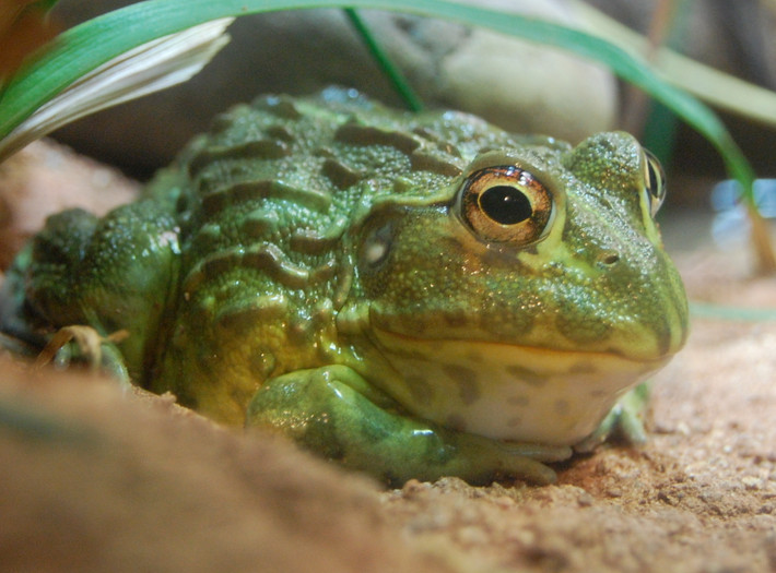Ếch yêu tinh hay ếc châu Phi Bullfrog là một trong những loài ếch lớn nhất trên thế giới và con đực có thể nặng hơn 1,8kg.
