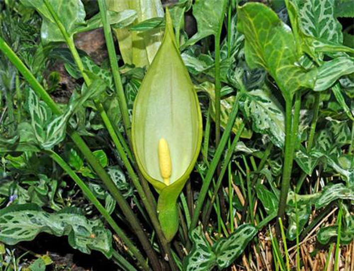 Cây Arum maculatum này là kẻ ăn thịt đáng sợ đối với các loài côn trùng nhỏ bé trong tự nhiên với mùi hôi và nhiệt độ ấm. Những bông hoa này có tinh thể hình kim gây kích ứng da, miệng, lưỡi và cổ họng, khó thở.