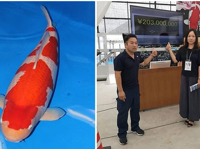 Một trong những con vật có giá ''cắt cổ'' được giới siêu giàu săn lùng không thể không kể đến con cá Koi đặc biệt này. Cá S Legend (9 năm tuổi) đã được mua với mức giá kỷ lục là 203 triệu yên.