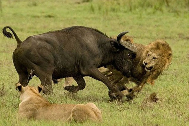 Là sinh vật săn mồi siêu hạng trong thiên nhiên hoang dã, được mệnh danh là vua của muôn loài, nhưng không phải lúc nào sư tử cũng là ''kẻ chiến thắng''.