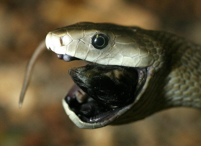 Sát thủ săn mồi đáng sợ nhất châu Phi hẳn phải kể đến rắn đen Mamba. Những con rắn này thường thụ động nhưng có thể cực kì hung dữ khi bị đe dọa.