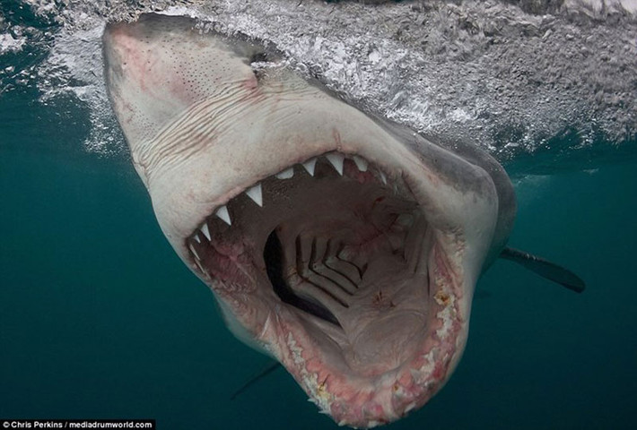 Giống như tổ tiên Megalodon của mình, chúng có bộ hàm rất khỏe cùng hàng trăm những chiếc răng sắc nhọn có thể mọc lại bất cứ lúc nào. Bắt đầu với cú đớp chí mạng nhanh như chớp, sau đó nó đợi nạn nhân yếu dần vì vết thương trước khi thưởng thức.