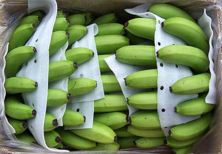 Sau khi thu hoạch, chuối phải được xử lý để đáp ứng yêu cầu về an toàn thực phẩm, bao gồm chống dịch bệnh và kiểm tra chất lượng. Ảnh: Báo công thương