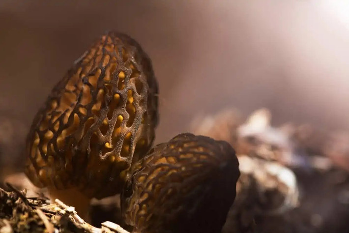 Morel là loại nấm được nhiều người săn lùng và cực kỳ khó trồng. Chúng chỉ nổi lên mặt đất trong khoảng thời gian từ tháng 3 đến tháng 5 và có nhiều nhất ở các khu vực Trung Tây của Hoa Kỳ. Giá nấm Morel có thể tới 12 triệu đồng/kg. Ảnh: Wealthygorilla
