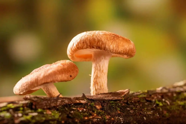 Nấm Shiitake là loại nấm ăn được mọc ở Đông Á. Có giá từ 610.000 đến 1,2 triệu đồng/kg, nấm Shiitake có giá tương đương với một số loại trái cây đắt nhất thế giới, chẳng hạn như táo Sekai Ichi. Ảnh: Wealthygorilla