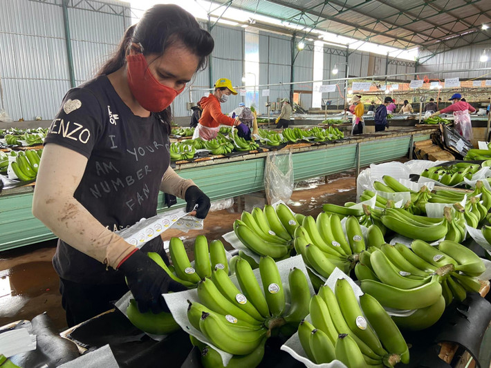 Chuối được dán nhãn cẩn thận. Ảnh: HAGL
