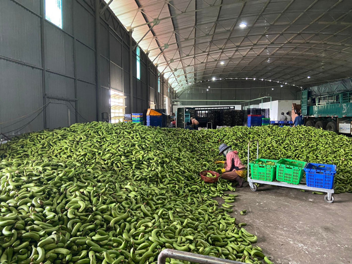 Chuối không đạt chất lượng sẽ được Tập đoàn HAGL đưa về phân xưởng khác để chế biến thành thức ăn chăn nuôi heo. Ảnh: HAGL