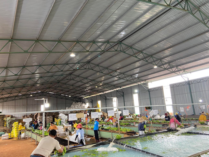 Tại Gia Lai, Tập đoàn HAGL có gần 10 nhà máy chế biến chuối xuất khẩu quy mô. Ảnh: HAGL