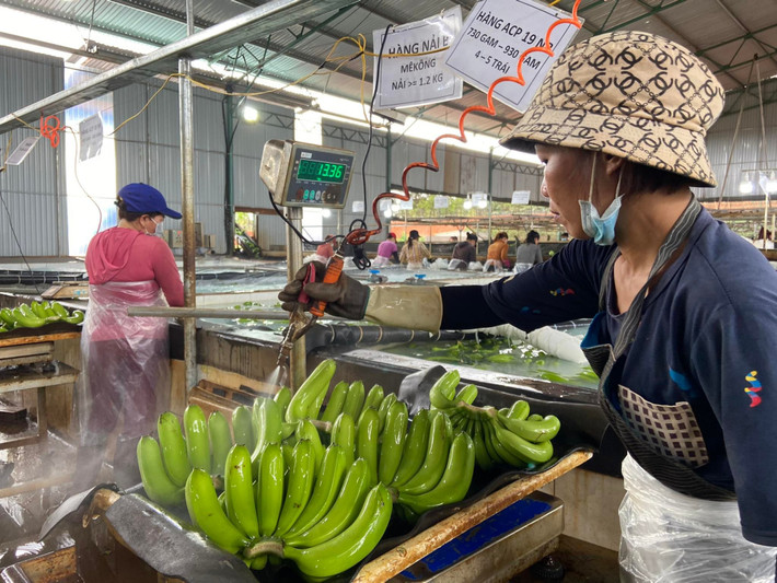 Sau đó, chuối được đưa lên cân, mỗi thùng đóng đủ trọng lượng 13kg. Ảnh: HAGL