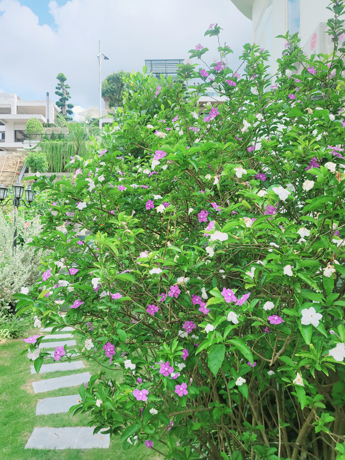 Nhiều khán giả và bạn bè xuýt xoa trước khu vườn mơ ước nhà Mạnh Trường - Phương Phạm.