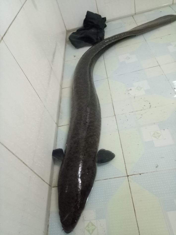 Cá lệch có phần thân dài, đầu nhọn và có râu trông như cá trê. Ảnh: Người lao động