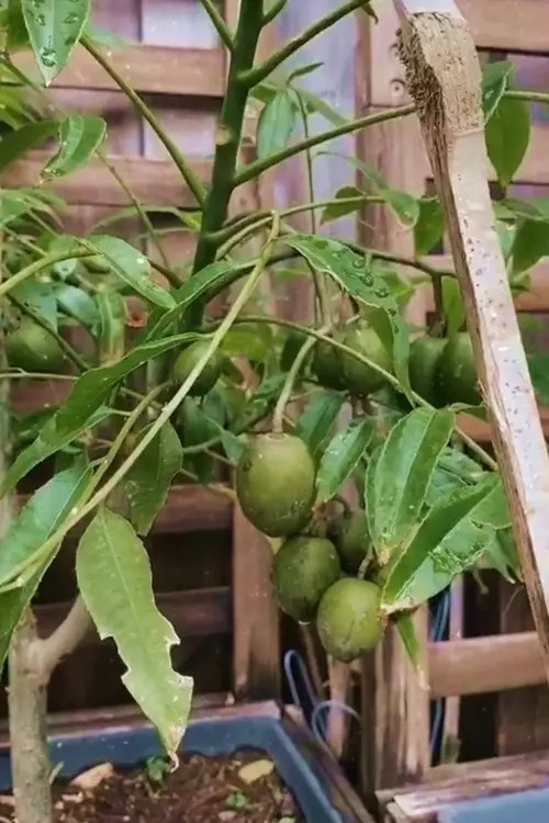 Cây cóc trồng chậu nhưng cũng sai trĩu cành.