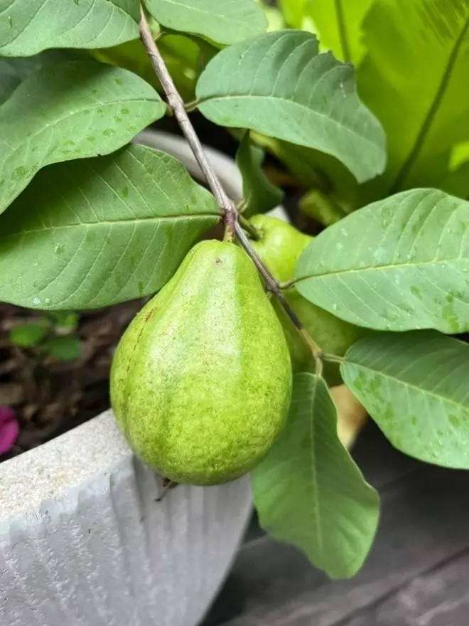 Ổi xanh mướt cho quả căng bóng.