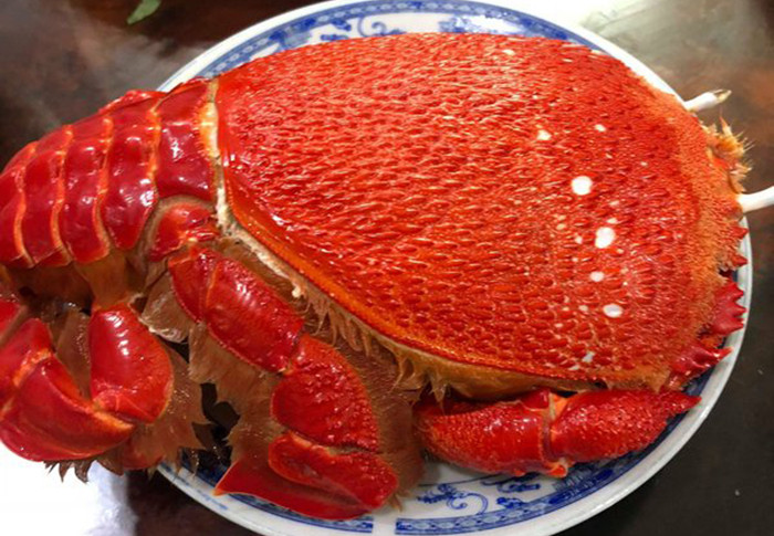 Thịt cua chắc, ngọt, khi ăn thì có mùi thơm nhẹ và vị béo bùi đặc biệt. Ảnh: Haisanphuongnam