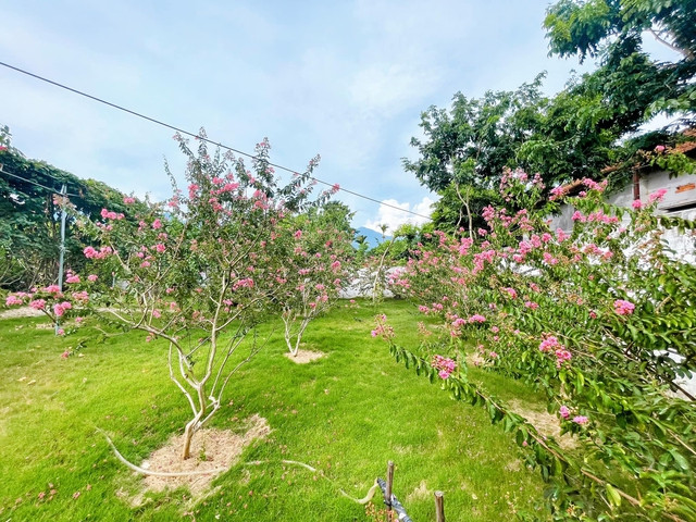 Hoa tường vi trong vườn bung nở rực rỡ.