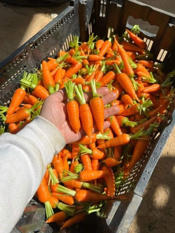 Có nguồn gốc từ Châu Âu, cà rốt tí hon là một loại cà rốt dại, kích thước nhỏ hơn các loại cà rốt thông thường nhiều lần.