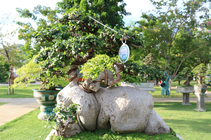Nhiều cây có gốc, thân lớn trị giá đến cả tỷ đồng nhờ dáng thế kỳ quái. Ảnh: Plo