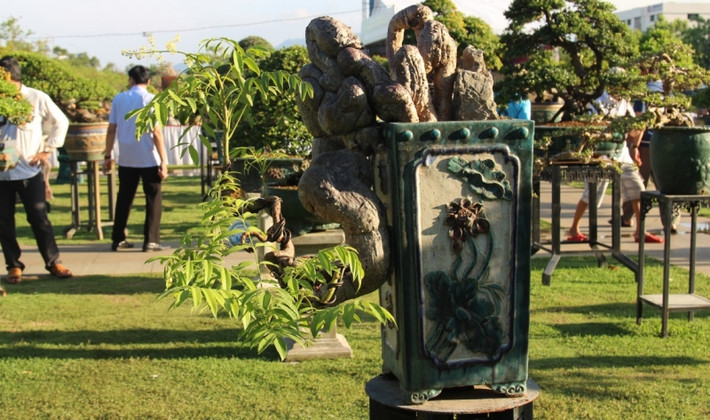 Trong số này có nhiều tác phẩm bonsai độc đáo, tuổi đời trên cả trăm năm, giá trị hàng chục tỷ đồng. Ảnh: VOV