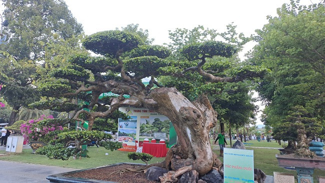 Hàng loạt tác phẩm dáng, thế độc đáo quy tụ tại triển lãm lần này. Ảnh: Dân Việt