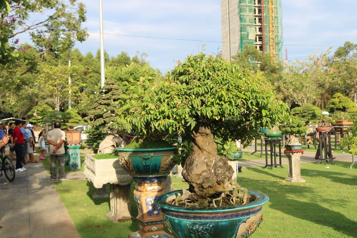 Ước tính có khoảng 1.300 tác phẩm cây cảnh và bonsai dự thi, trưng bày. Ảnh: Plo