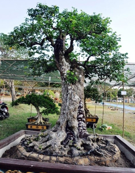 Từng xuất hiện tại một hội chợ hoa xuân ở TP HCM cách đây mấy năm, khiến nhiều người trầm trồ, hai cây khế hơn 100 tuổi dáng trực thu hút sự quan tâm đặc biệt của khách tham quan. Ảnh: Dân Việt