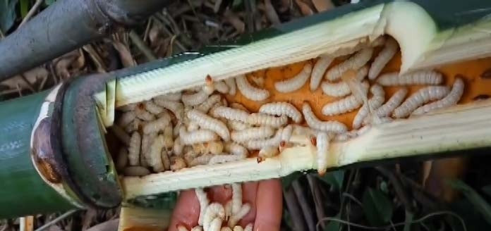 Tuy nhiên, người tiêu dùng nên cẩn thận khi lựa chọn, sơ chế và chế biến sâu tre, tránh nguy hại tới sức khỏe. Bởi, theo các chuyên gia, côn trùng, sâu bọ sau khi chết thường sinh ra độc tố, rất dễ gây dị ứng. Ảnh: Dân Việt