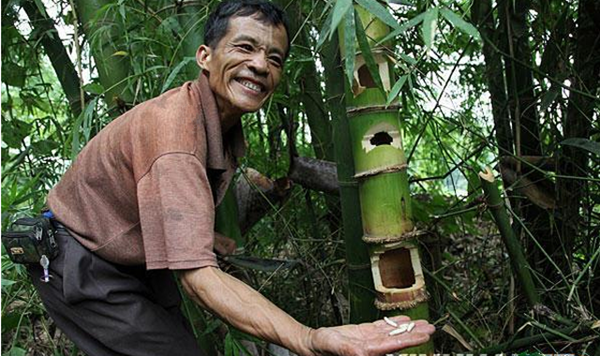 Theo người dân địa phương, sâu tre đắt đỏ là bởi chúng chỉ có trong thời gian ngắn. Hơn nữa, quá trình săn sâu tre phức tạp nền cần nhiều thời gian. Ảnh: Yan