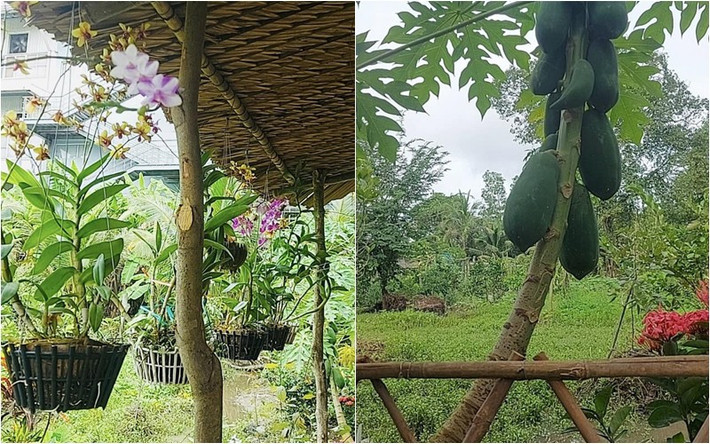 Trong vườn trồng đủ loại hoa và cây ăn trái.