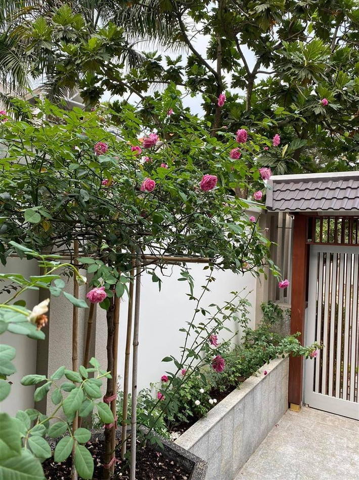 Góc nào trong nhà cũng thấy sắc hoa tươi thắm. Ảnh: FBNV