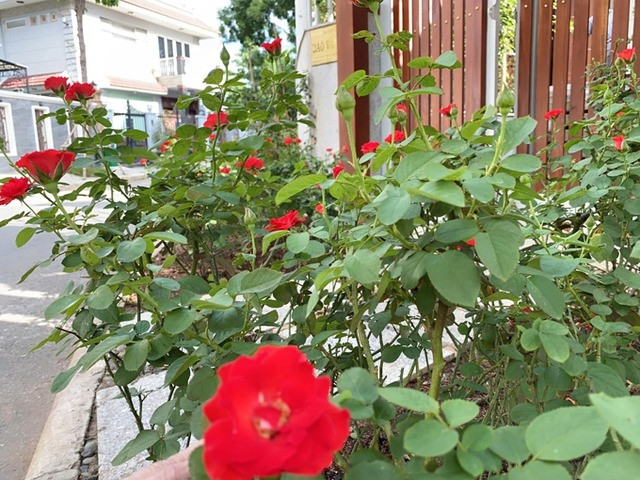 Hai vợ chồng Quý Bình đều yêu thích cảm giác chăm sóc cây hoa và đứng ngắm nhìn thành quả của mình khoe sắc mỗi ngày. Ảnh: FBNV
