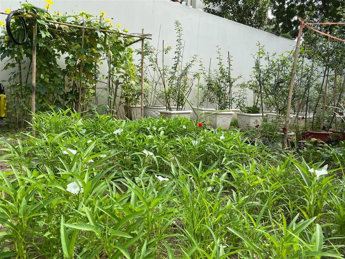 Quý Bình và vợ doanh nhân còn trồng đủ các loại rau xanh. Ảnh: FBNV