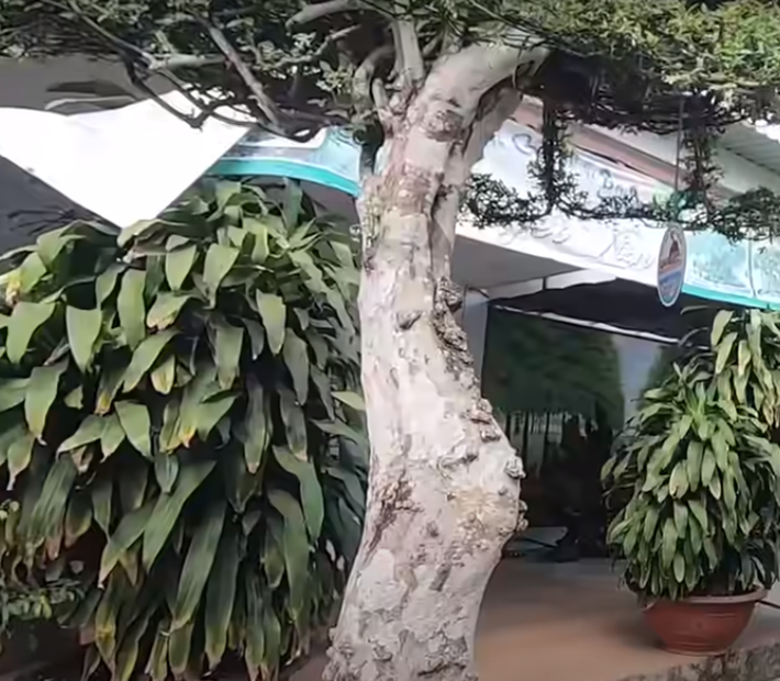 Cây cao khoảng 2,2 mét.