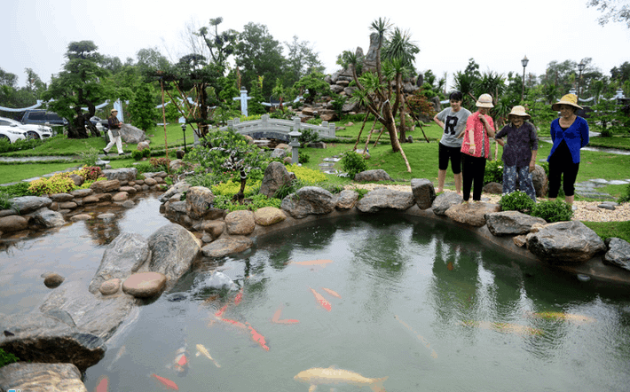 Trong khuôn viên Nhà thờ Tổ, nghệ sĩ Hoài Linh còn trồng rất nhiều cây cảnh, cây bonsai, trang trí hòn non bộ... Ảnh: Vntrip