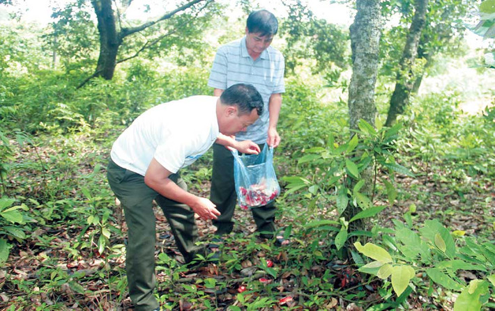 Tuy nhiên, không phải tán cây nào cũng có nấm. Cùng một cánh rừng nhưng nơi có nấm chẹo, nơi không. Ảnh: Baobacgiang