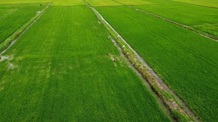 Vào mùa mưa, cây hẹ nước mọc la liệt trên khắp cánh đồng ở vùng ngọt hóa Cà Mau. Ảnh: Dân Việt