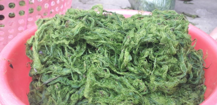 Mùa cao điểm, rêu bám đá luôn "cháy hàng", giúp người dân thu về 200.000 đến 300.000 đồng một ngày. Ảnh: Dân Việt