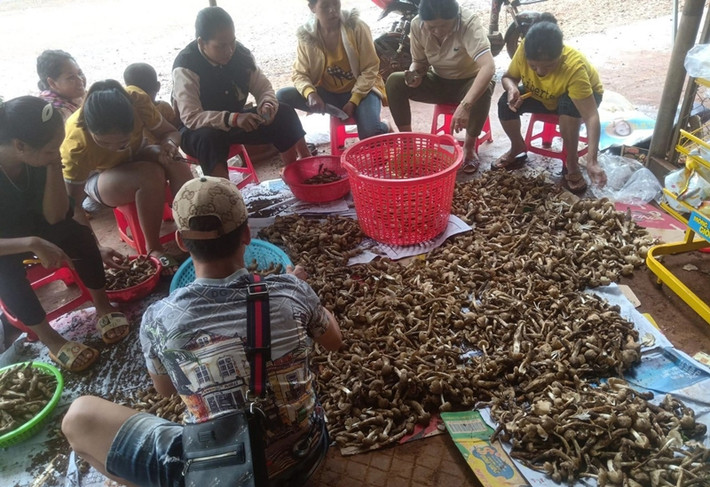 Ngày ít thu được 2 - 3 kg, ngày trúng đậm cả 10 kg. Với giá từ 200.000 - 350.000 đồng/kg (tùy loại), người dân thu về cả triệu đồng mỗi ngày. Ảnh: Người đưa tin