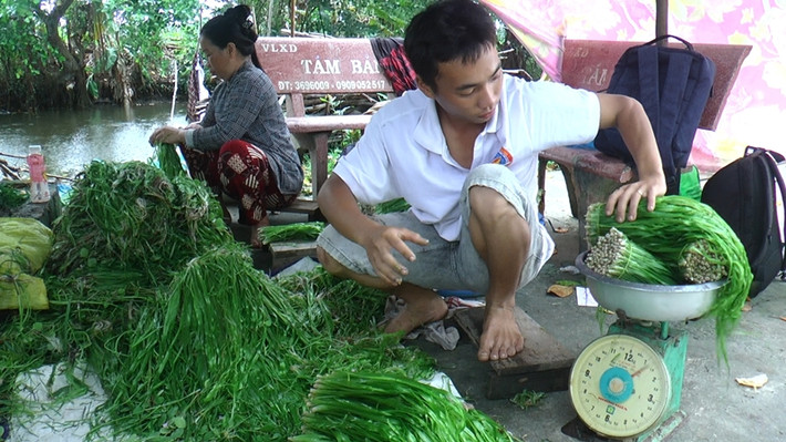 Lúc này, nông dân chỉ cần bỏ công lội ruộng nhổ thứ rau dại đem về bán cho thương lái là có thể kiếm được từ 300.000–450.000 đồng. Ảnh: Dân Việt