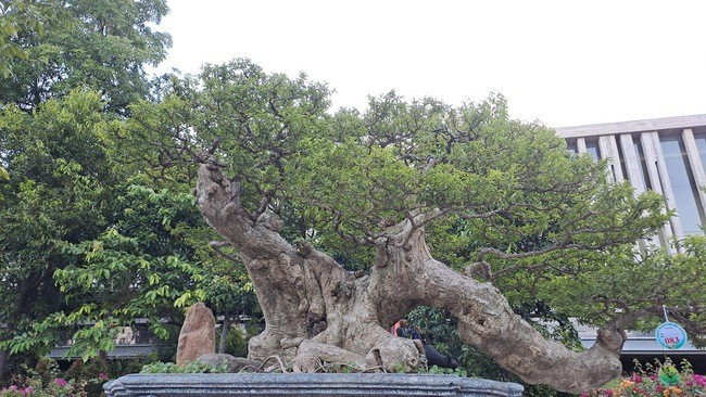 Tại Triển lãm và hội thi sinh vật cảnh khu vực miền Trung - Tây Nguyên mở rộng năm 2023, nhiều tác phẩm bonsai độc đáo, có tuổi đời trên trăm năm khiến ai nấy đều trầm trồ. Ảnh: Baobinhdinh