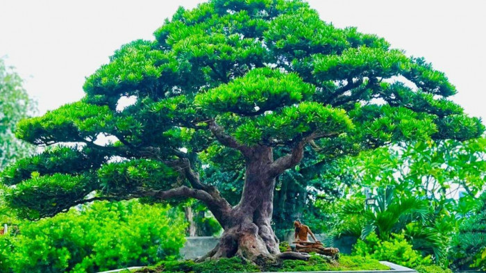 Cây tùng kim cương hàng trăm tuổi được định giá lên đến 3,6 tỷ đồng. Ảnh: Baogiaothong