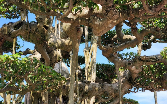 Tác phẩm Đại Thụ Vân Tùng mang dáng vóc bề thế. Các chi tiết uốn lượn ở thân và rễ vô cùng ấn tượng. Ảnh: Dân trí