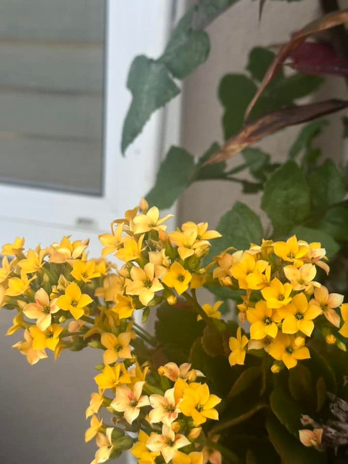 Ngôi nhà của Hà Thanh Xuân ở Mỹ có khu vườn rộng rãi, trồng đủ các loại hoa và cây ăn trái.