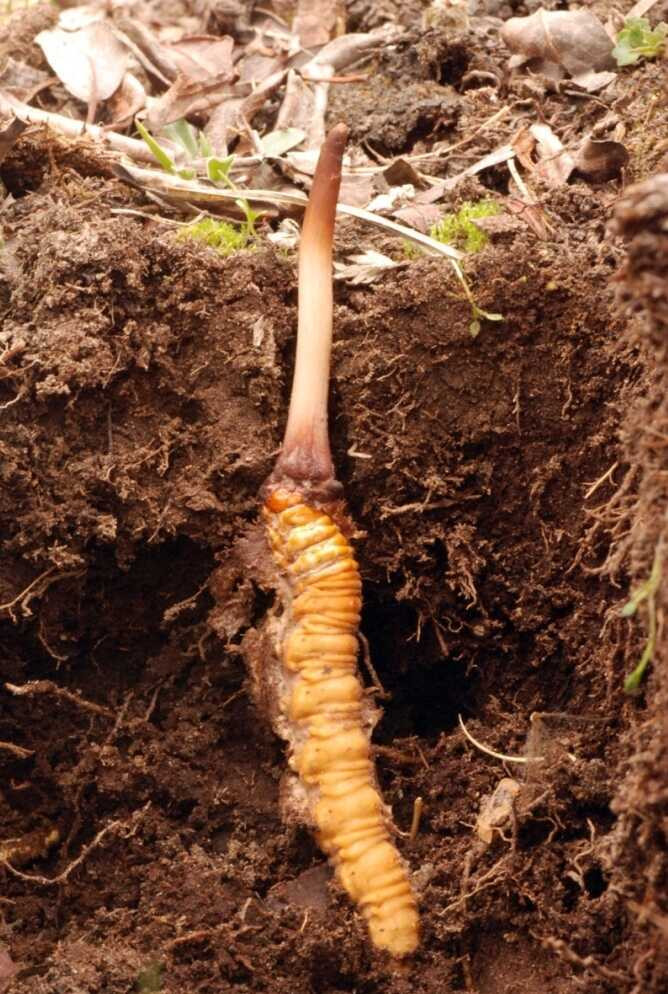 Mùa đông, sinh vật này tồn tại một loại sâu bướm ẩn dưới lòng đất. Mùa hè, nấm bắt đầu mọc ra khỏi thân sâu, dần phát triển thành phần thảo chồi lên mặt đất. Ảnh: NPR